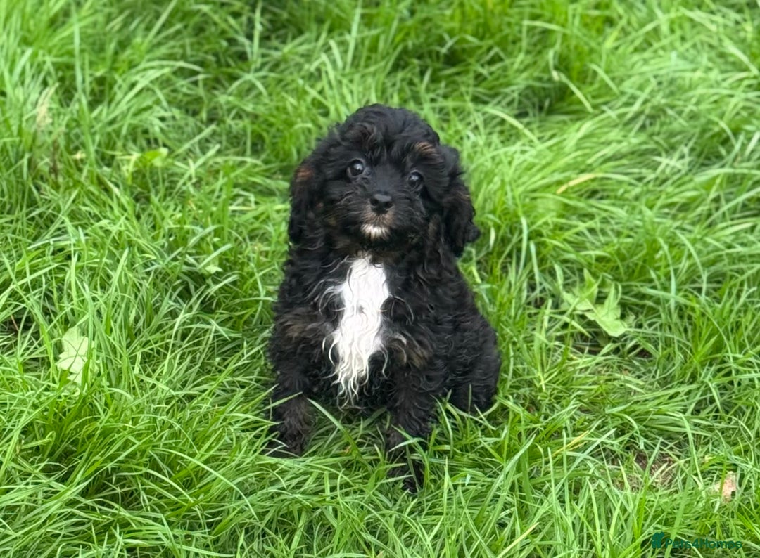 Cavapoo dogs for sale: Cavapoo F1 pups health tested parents  - Image 10