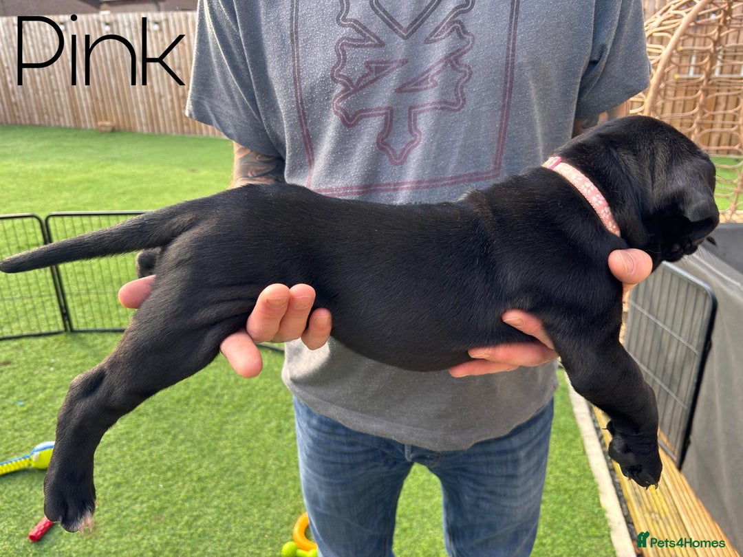 Cane Corso dogs for sale: Cane corso x pups - Image 7