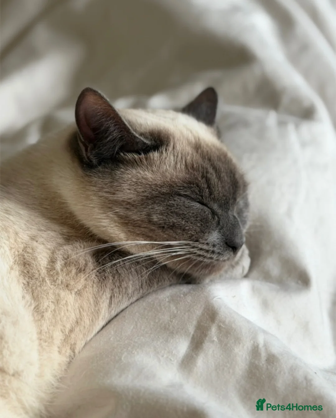 Ragdoll cats for sale: Ragdoll X kittens for sale - Advert 2