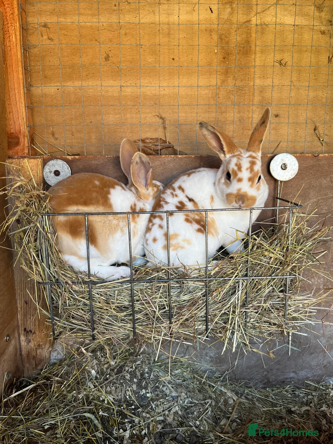 Mini Lop rabbits for sale: 7 Bunnies looking for loving homes - Advert 2