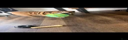 English Bulldog dogs for sale: British bulldog in Wigan - Advert 5