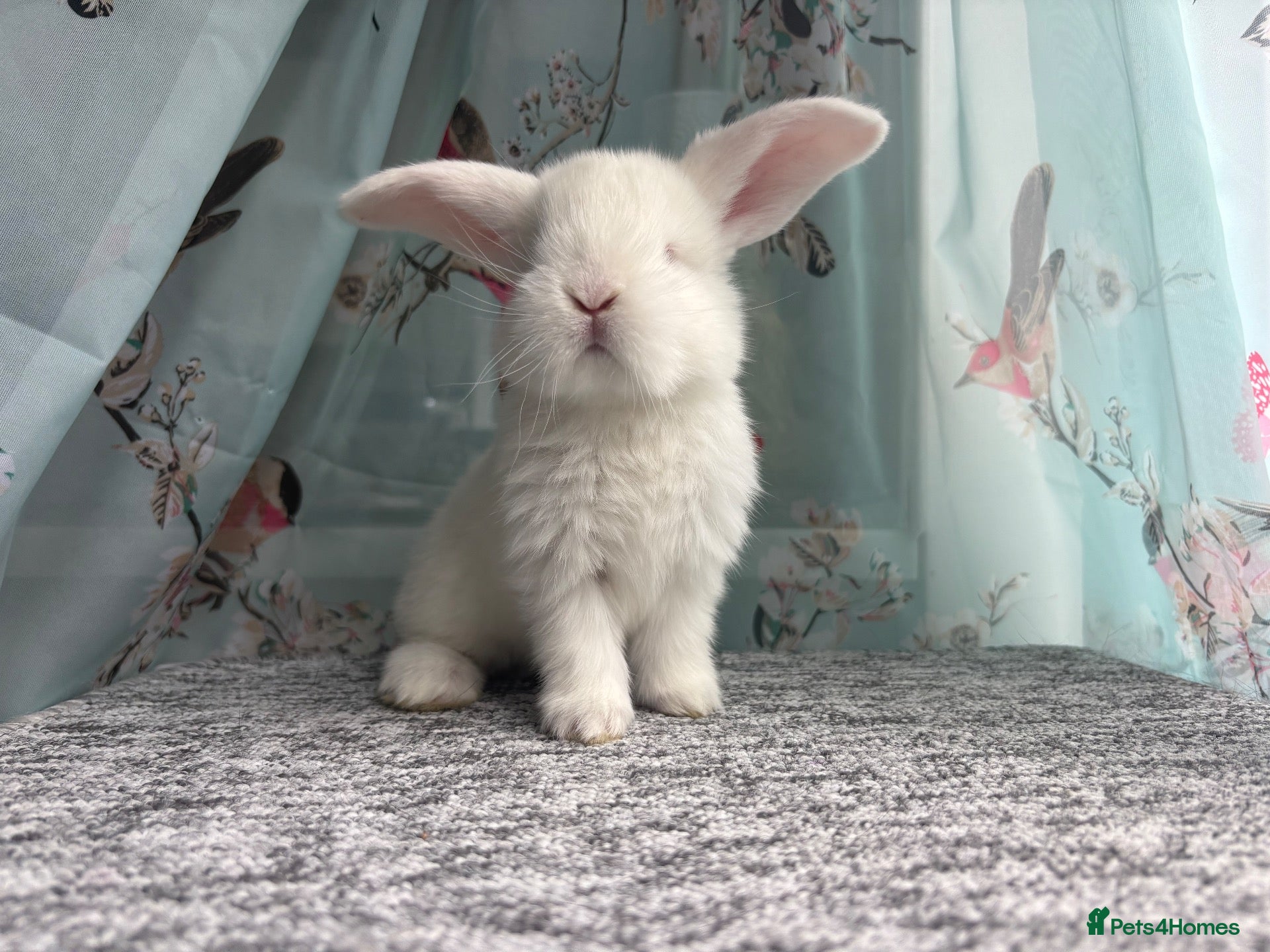 French Lop rabbits The happy hoppers French lop babies - Advert 17