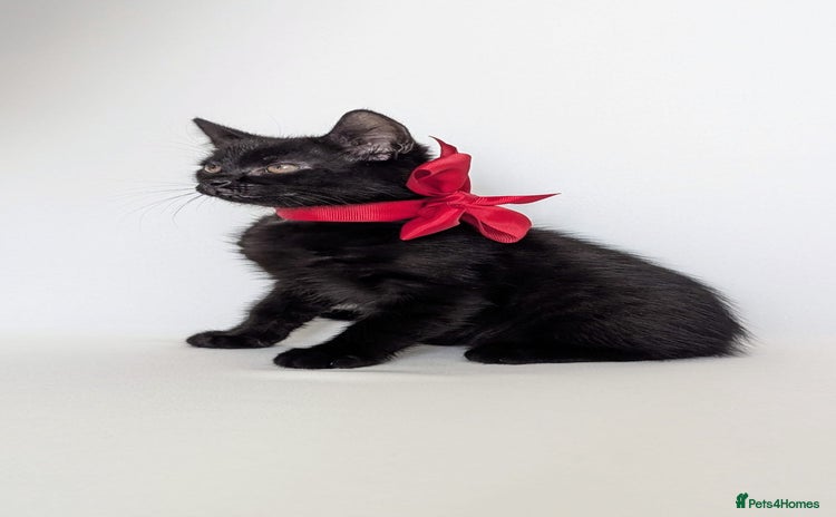 European cats - Advert 1