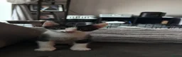Mixed Breed cats for sale: 8 kittens from litter of 11 - Advert 8