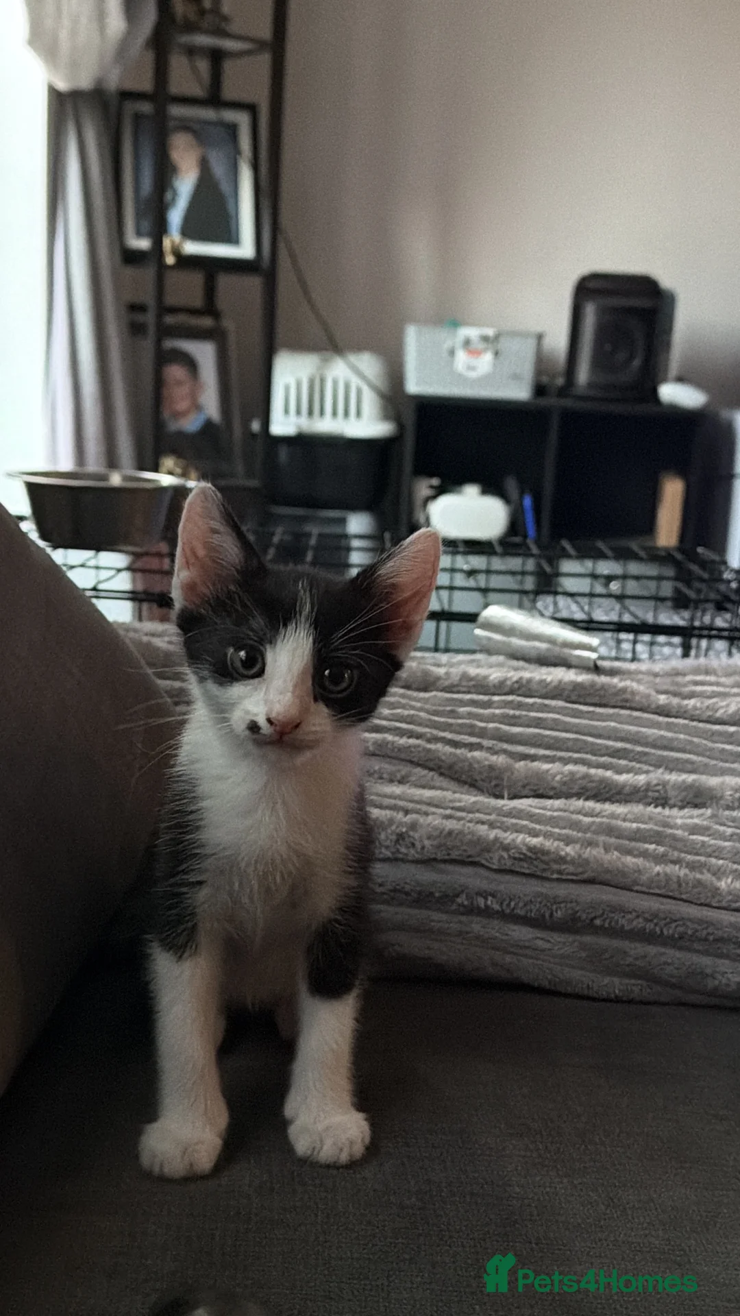 Mixed Breed cats for sale: 8 kittens from litter of 11 - Advert 8