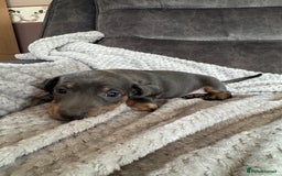 Miniature Dachshund dogs for sale: 5 lovely sausage pups - Image 5