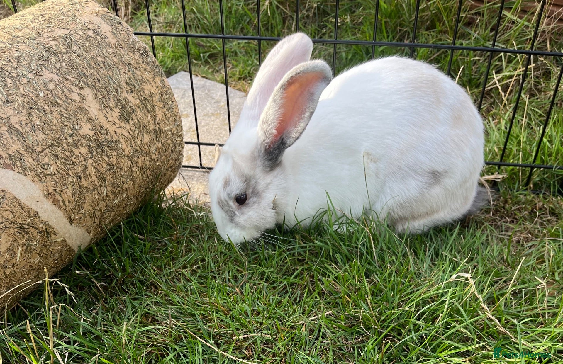 Mixed Breed rabbits Cute male baby bunny for sale (19 weeks) - Advert 1
