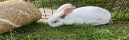 Mixed Breed rabbits for sale: Cute male baby bunny for sale (19 weeks) in Southampton - Advert 1
