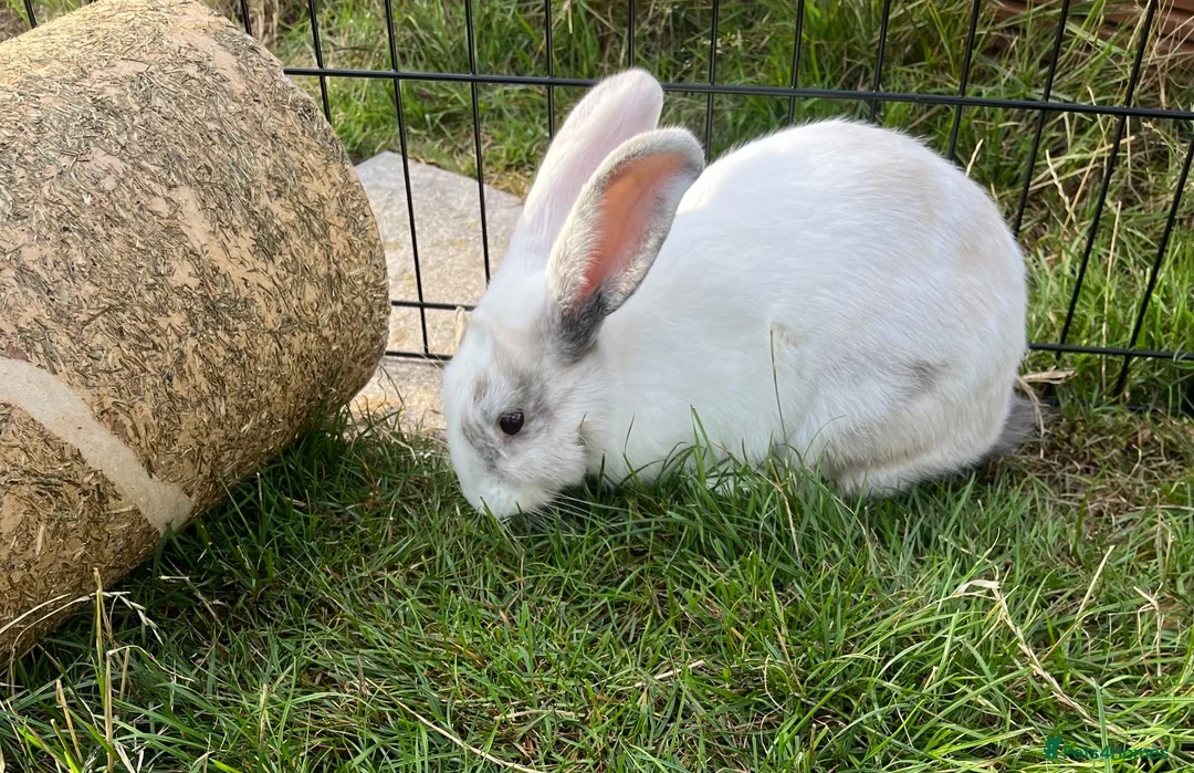 Mixed Breed rabbits for sale: Cute male baby bunny for sale (19 weeks) in Southampton - Advert 1