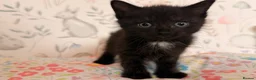 Mixed Breed cats for sale: Beautiful Kittens - Advert 6