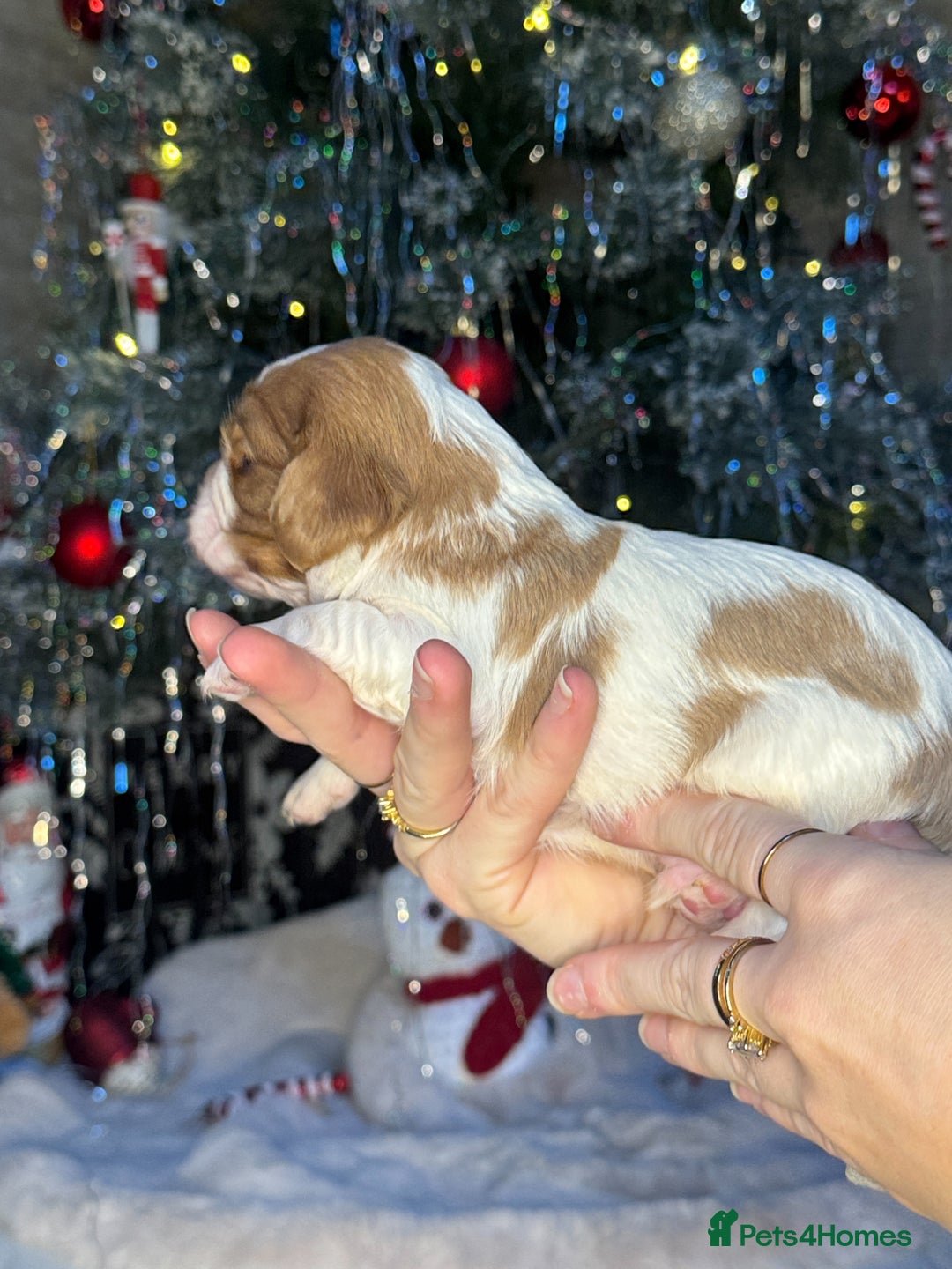 Cavalier King Charles Spaniel dogs for sale: Beautiful pups DNA HEALTH TESTED parents  - Advert 17