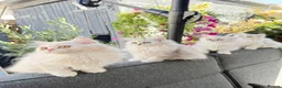 Persian cats for sale: Beautiful Persian Kittens Available forLovingHomes - Advert 23