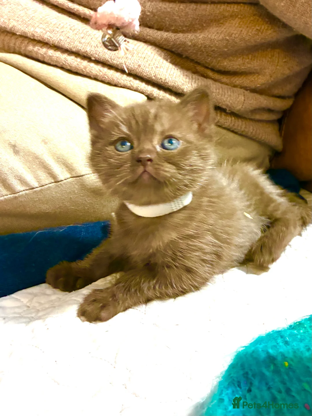 Scottish Fold cats for sale: Scottish Fold Kittens for sale - Advert 5