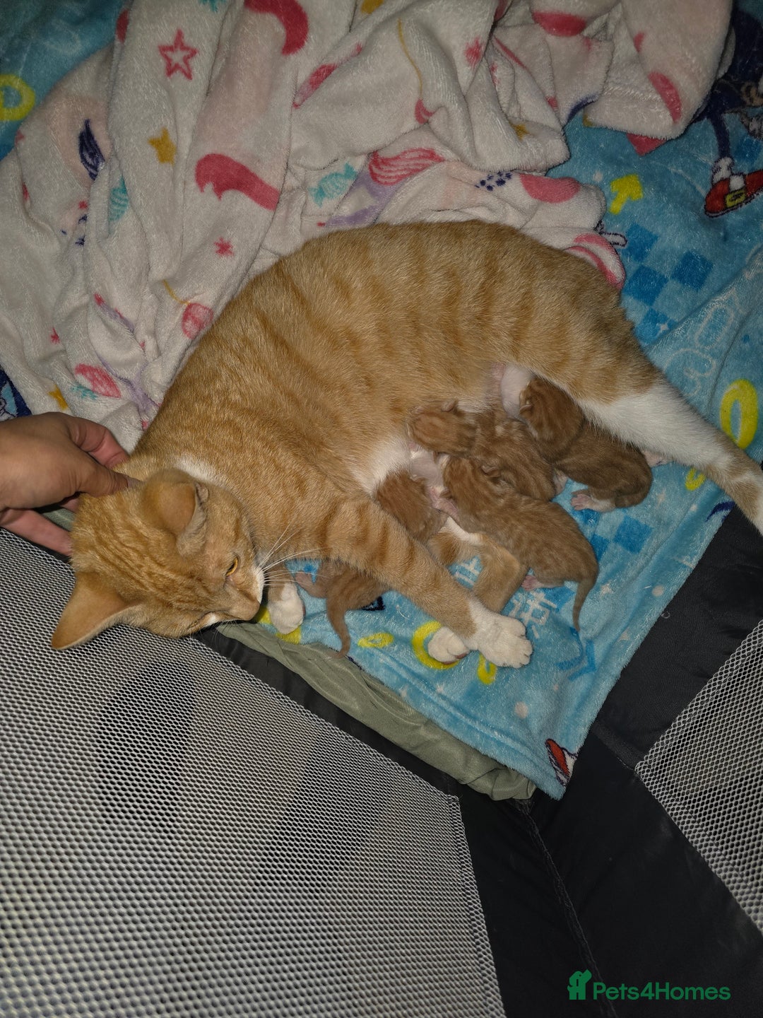 Mixed Breed cats for sale: Female ginger tabby kitten - Image 3
