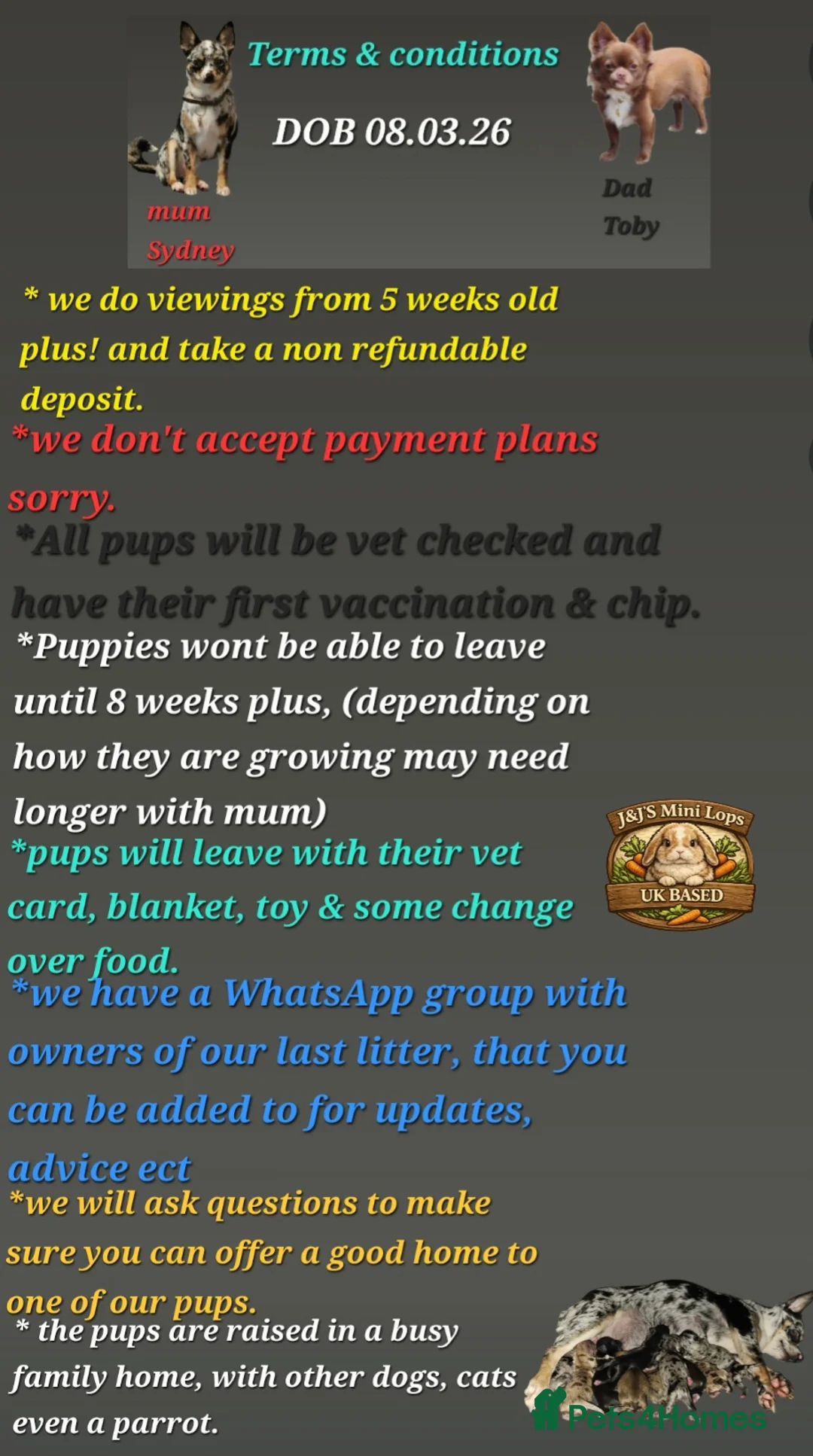 Chihuahua dogs for sale: Chihuahua pups  - Advert 2