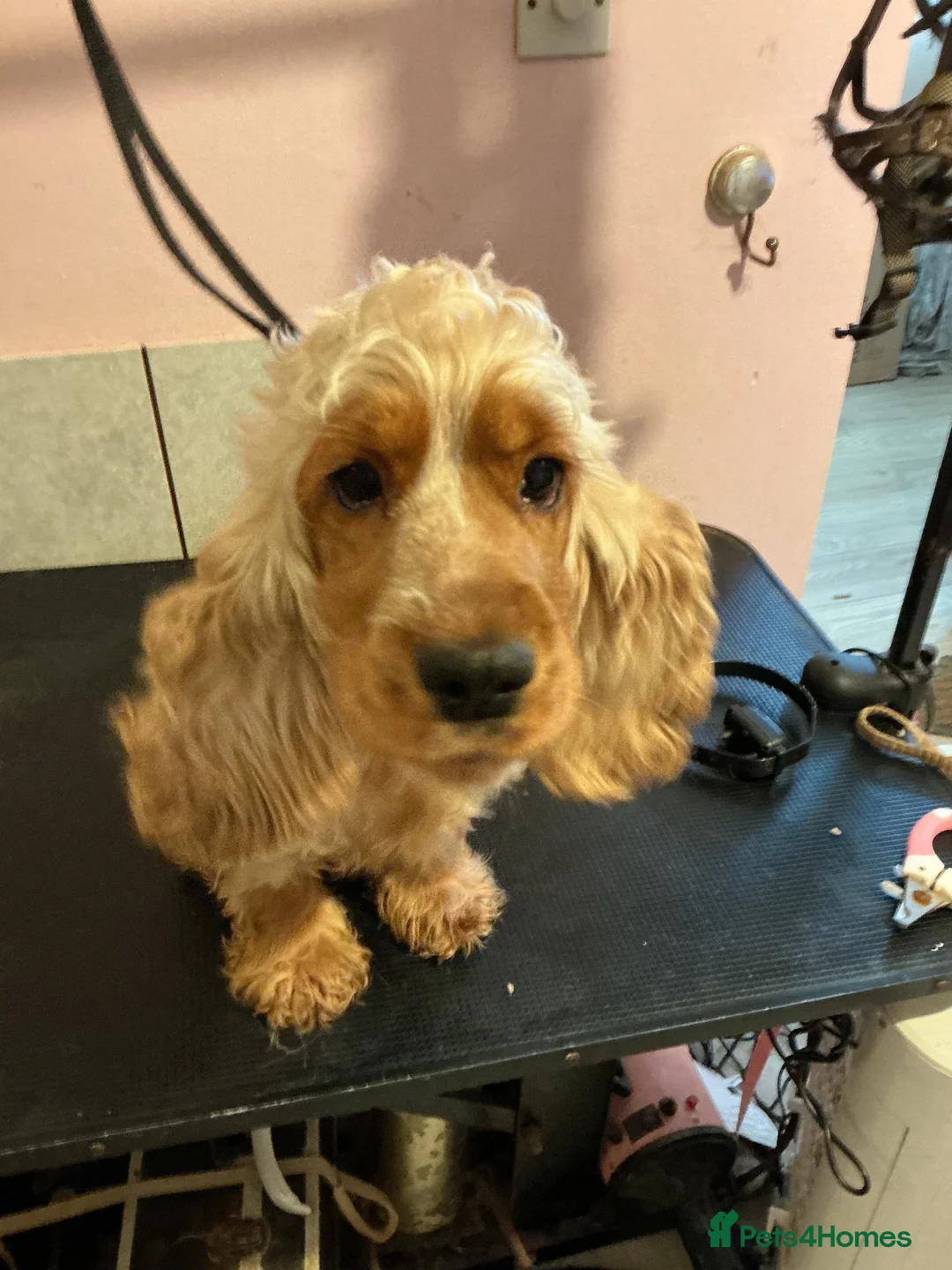 Cocker Spaniel dogs for sale: Show Type Cocker Spainels for sale  - Advert 2