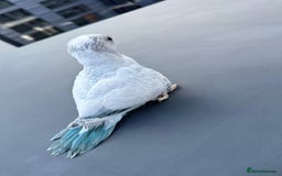 Parakeets birds for sale: Rare BabyBlue Pied Indian Ringneck Hand-Reared&DNA - Image 5