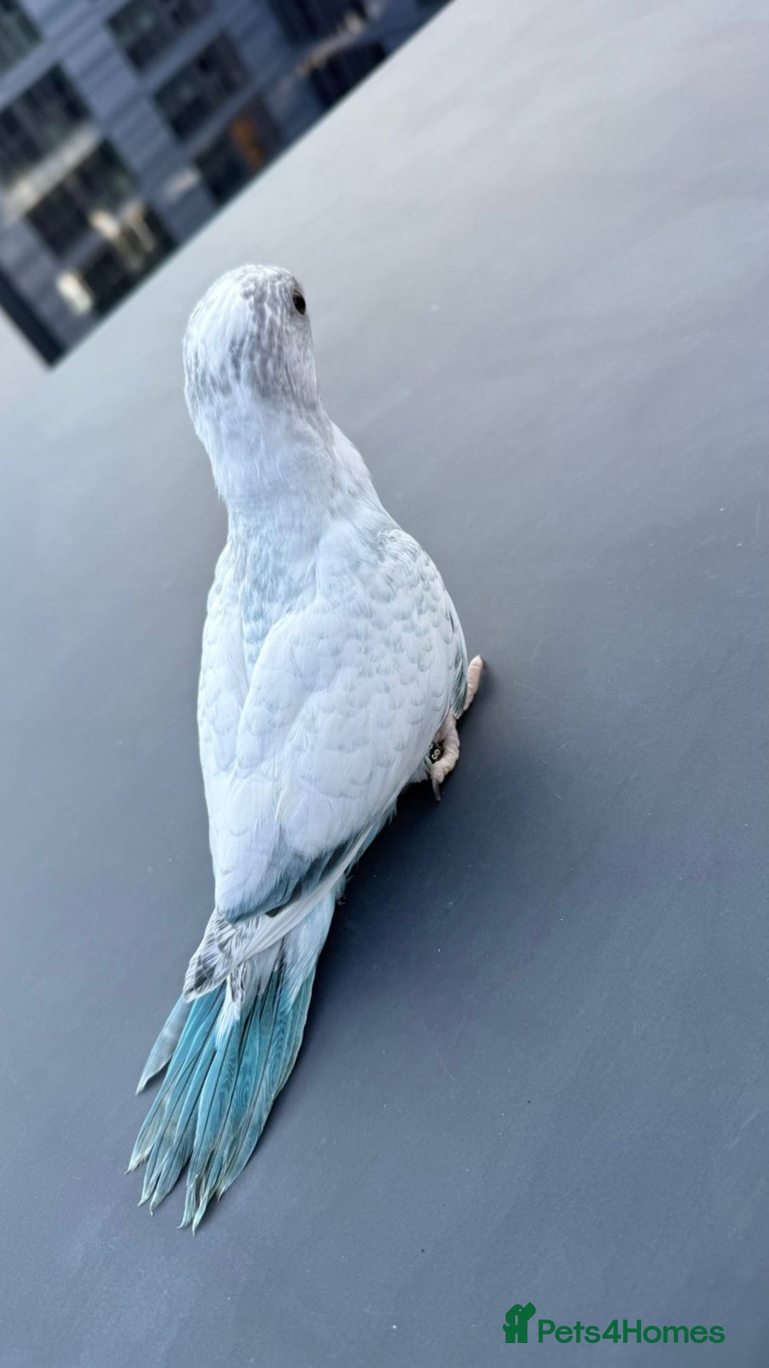 Parakeets birds for sale: Rare BabyBlue Pied Indian Ringneck Hand-Reared&DNA - Image 5