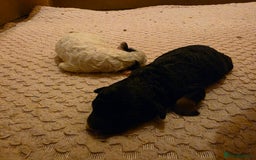 Toy Poodle dogs for sale: KC REG 2 STUNNING TOY POODLES 🐩  - Image 9