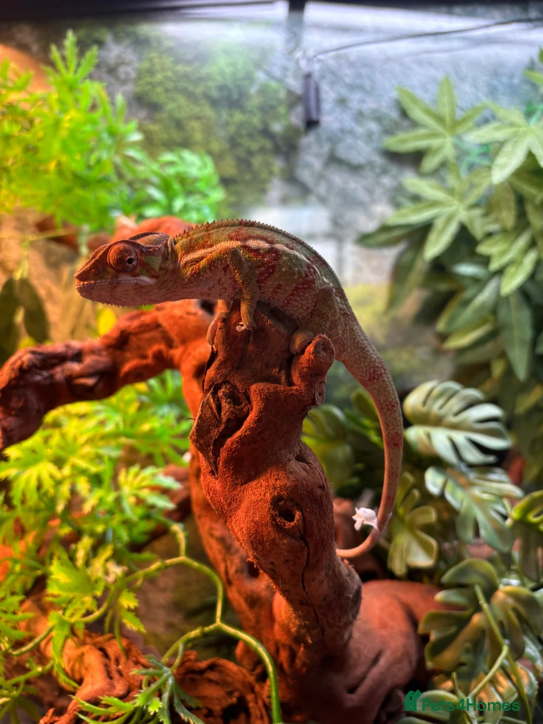 Chameleon reptiles for sale: Panther Chameleon- nosy mitsio - Advert 1
