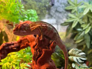 Chameleon reptiles Panther Chameleon- nosy mitsio - Advert 4