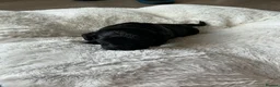 Cockapoo dogs for sale: F1b toy Cockerpoo - Advert 21