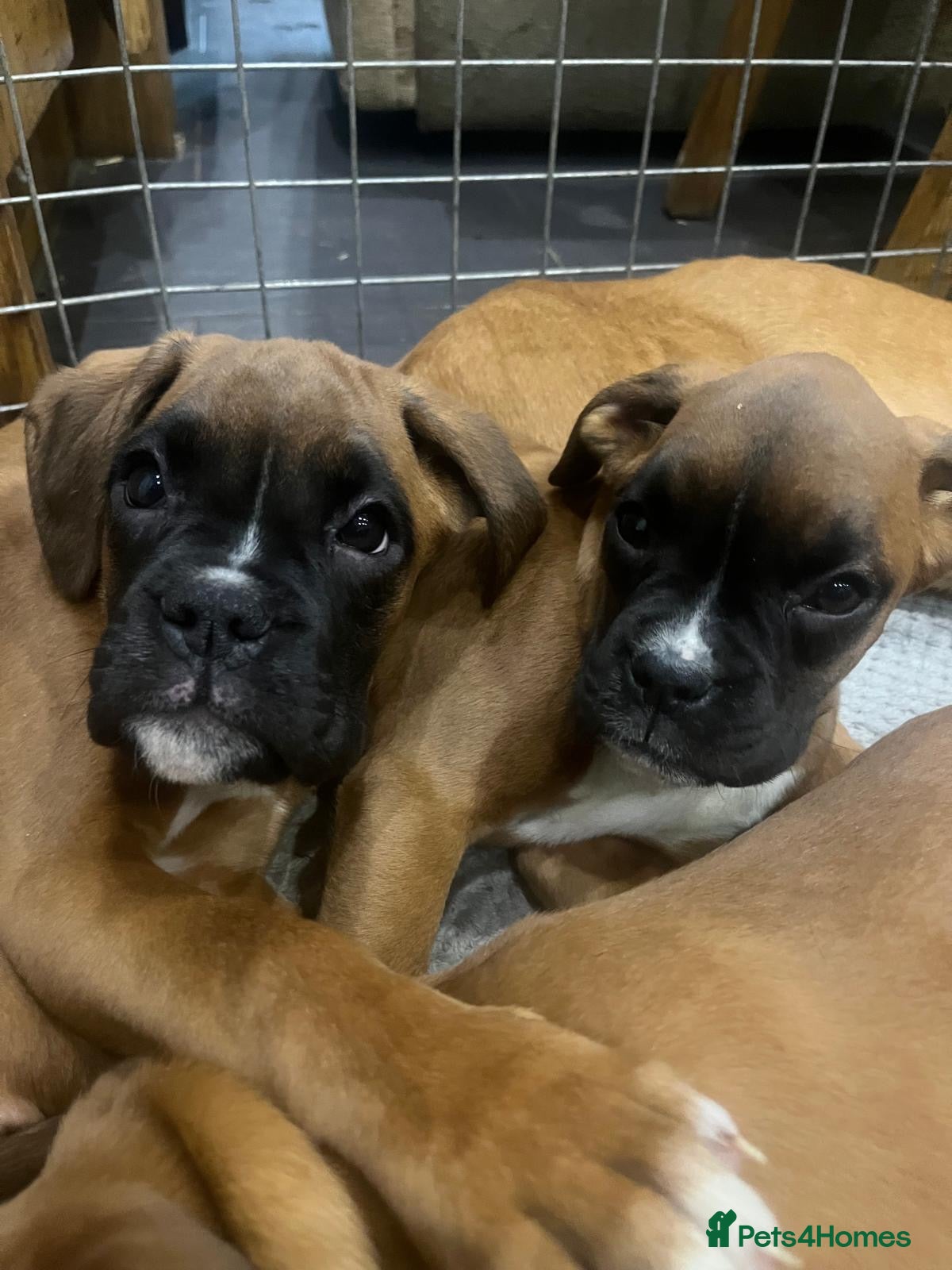 Boxer dogs 🌟KC Registered Boxer Puppies🌟Longtail/Bobtails🌟 - Advert 2