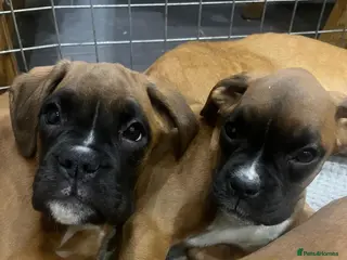 Boxer dogs 🌟KC Registered Boxer Puppies🌟Longtail/Bobtails🌟 - Advert 2