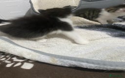 Mixed Breed cats for sale: 5 beautiful black and white kitties  - Image 18