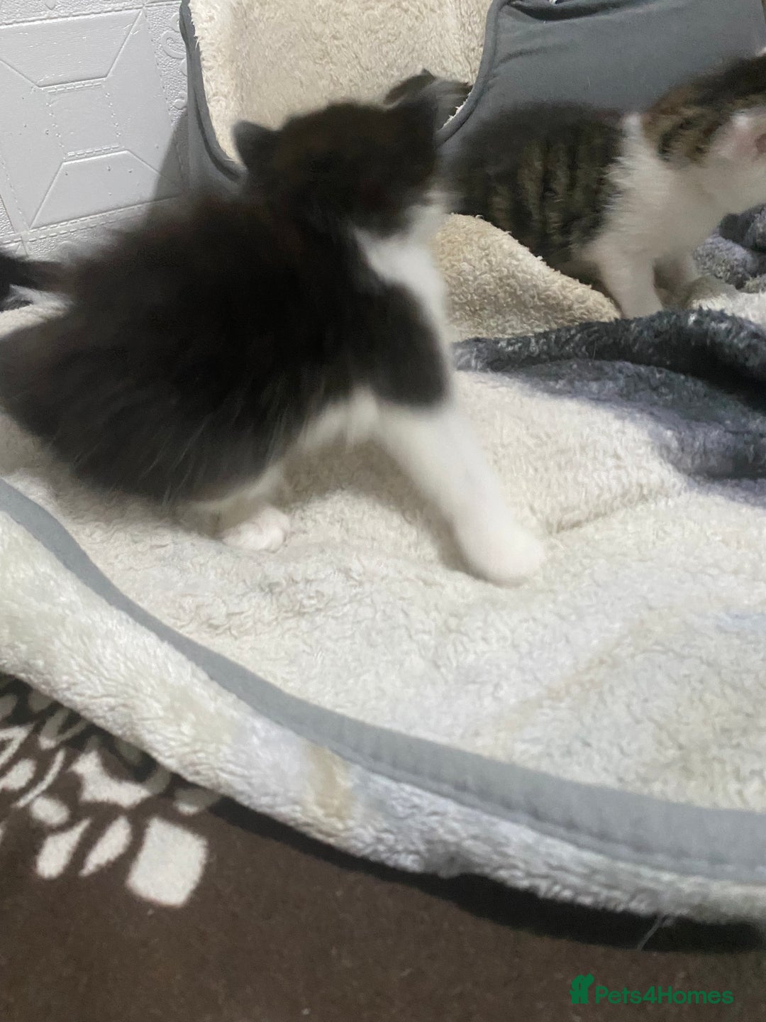 Mixed Breed cats for sale: 5 beautiful black and white kitties  - Image 18