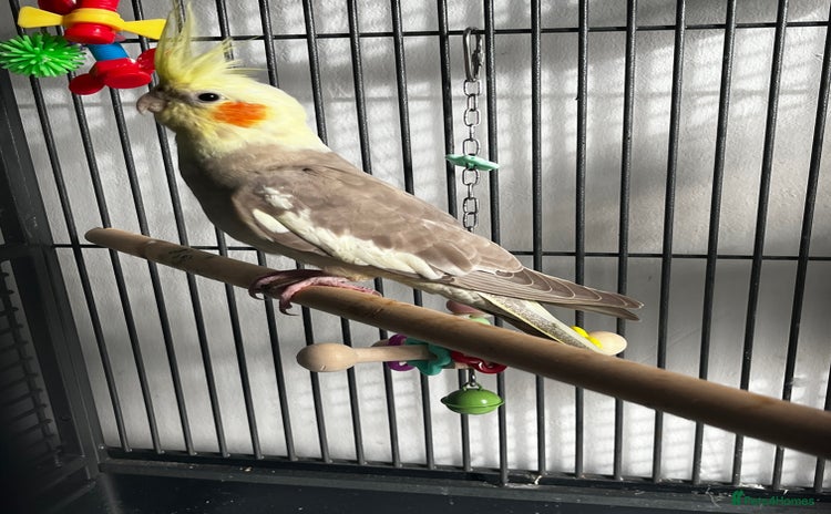 Cockatiels birds Cockatiel 4 months old  - Advert 1