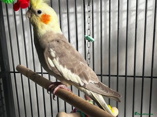 Cockatiels birds Cockatiel 4 months old - Advert 5