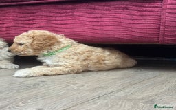 Goldendoodle dogs for sale: ⭐️⭐️READY NOW⭐️⭐️ Beautiful Goldendoodles - Image 18