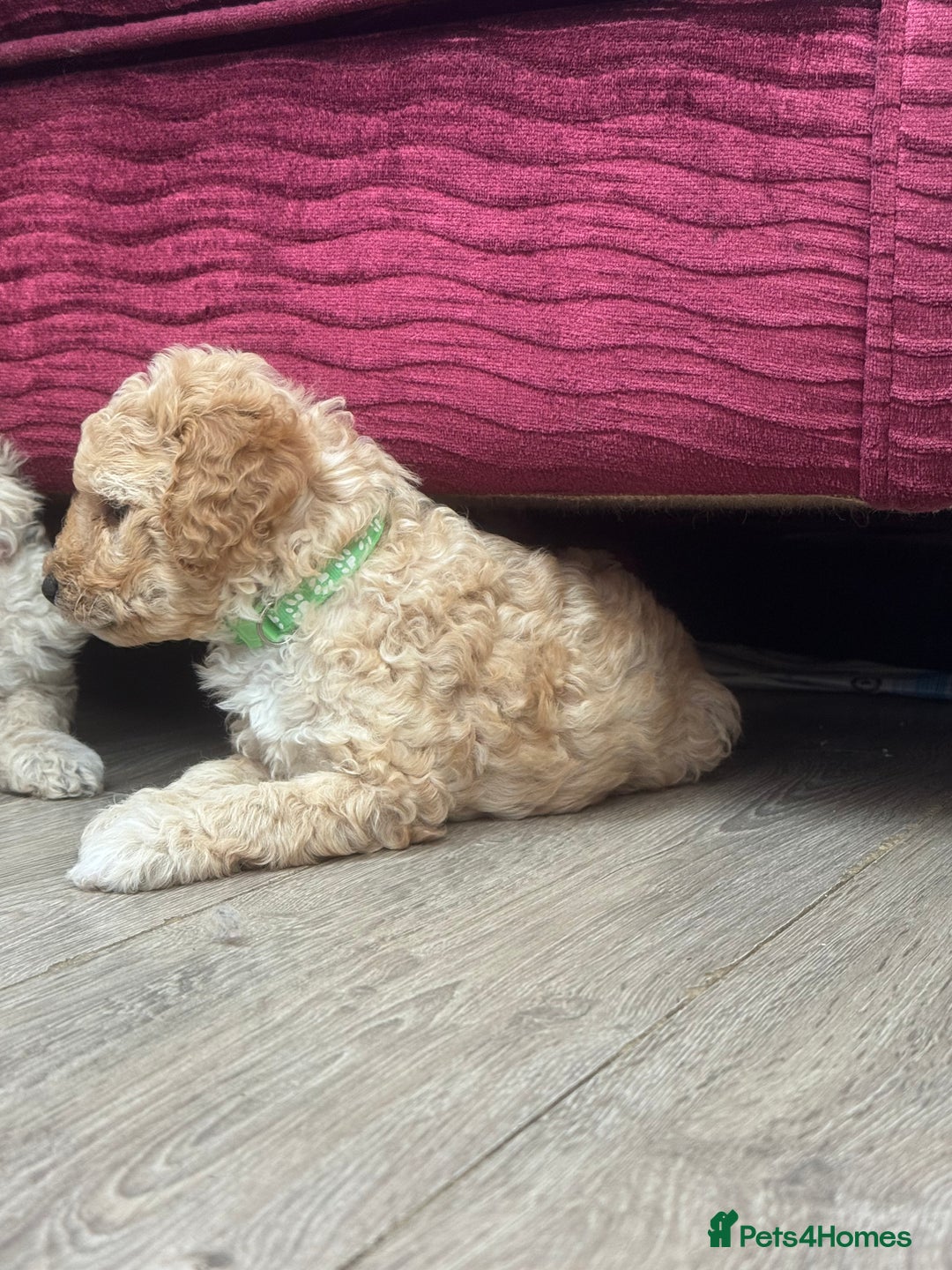 Goldendoodle dogs for sale: ⭐️⭐️READY NOW⭐️⭐️ Beautiful Goldendoodles - Image 18