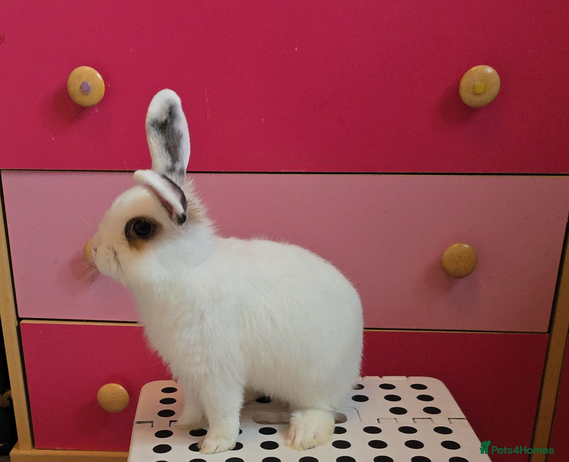 Lionhead rabbits Lionhead Doe  - Advert 9