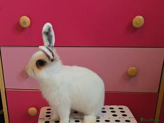 Lionhead rabbits Lionhead Doe - Advert 9