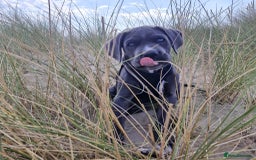 Cane Corso dogs for sale: Beautiful Grey Boy Blue Eyes Cane Corso - Image 6