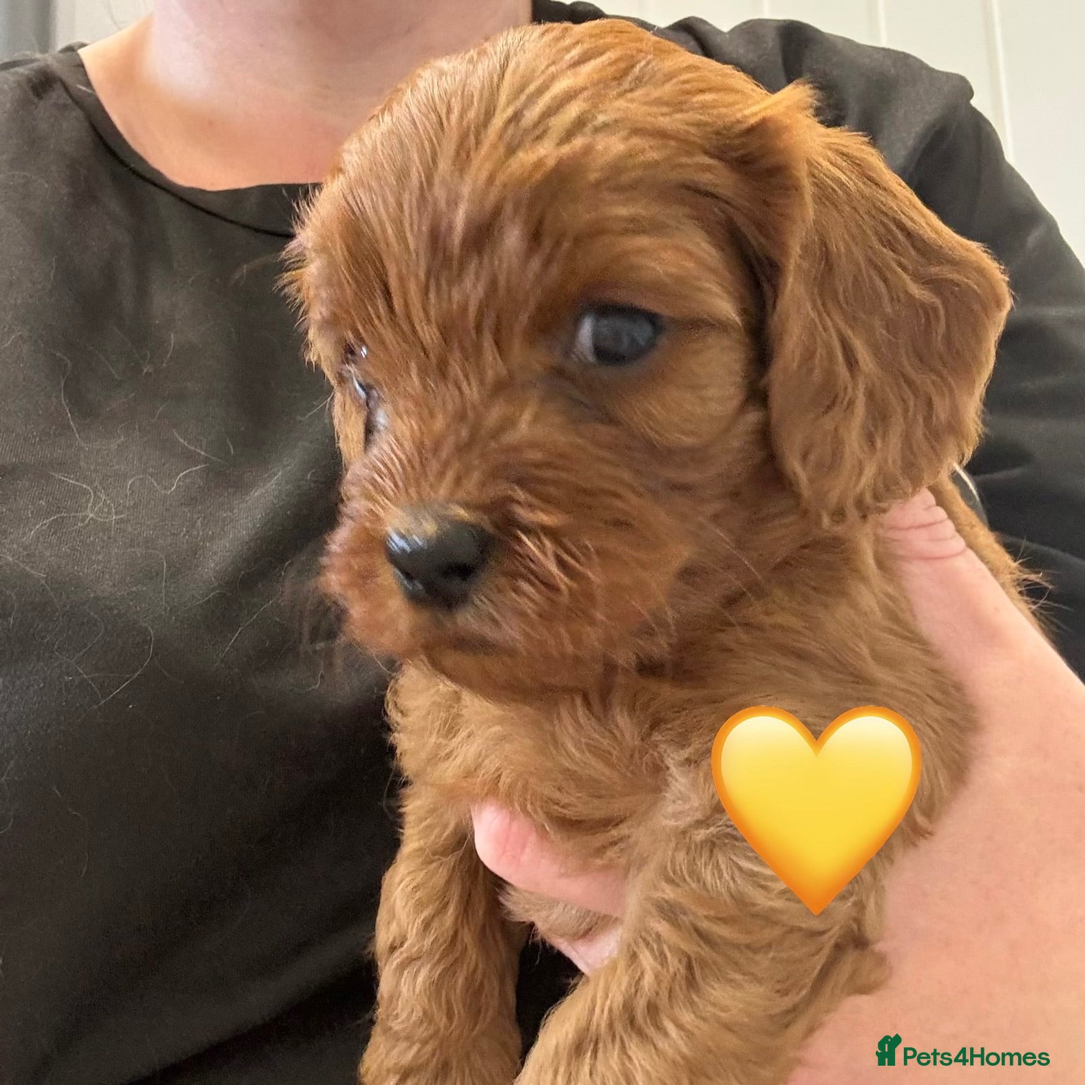 Cavapoo dogs Last girl left ready to leave 21st  August! - Advert 9