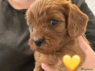 Cavapoo dogs Last girl left ready to leave 21st August! - Advert 9