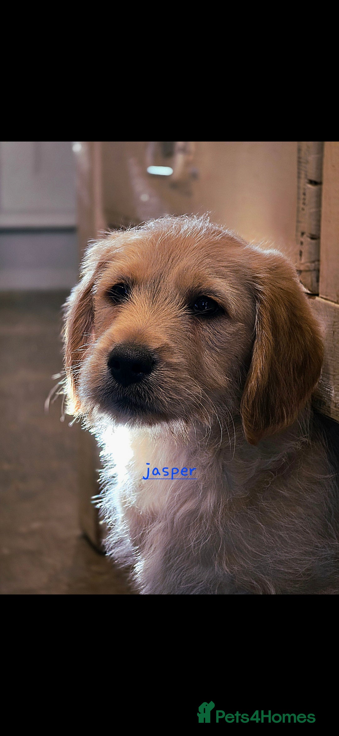 Labradoodle dogs for sale: F1 MINI LABRADOODLES ready to leave 3rd dec  - Advert 1