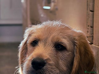 Labradoodle dogs F1 MINI LABRADOODLES ready to leave 3rd dec - Advert 3