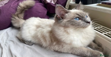 Ragdoll cats - Advert 3