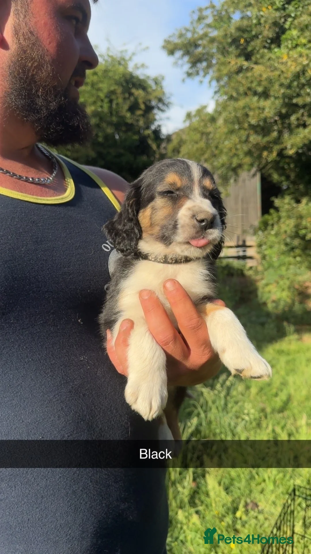 Mixed Breed dogs for sale: Collie x cocker spaniel boys in Norwich - Advert 2