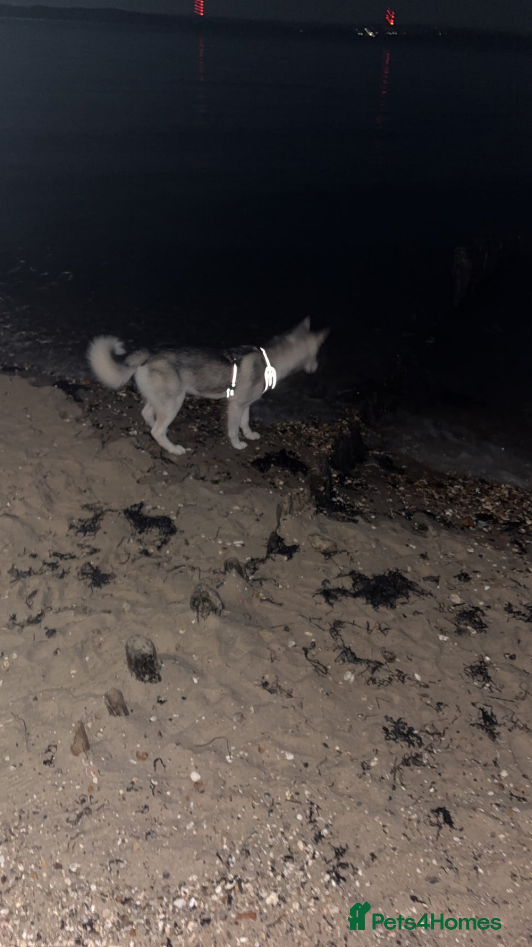 Siberian Husky dogs for sale: Beautiful Husky Needs a Loving Home  - Image 6