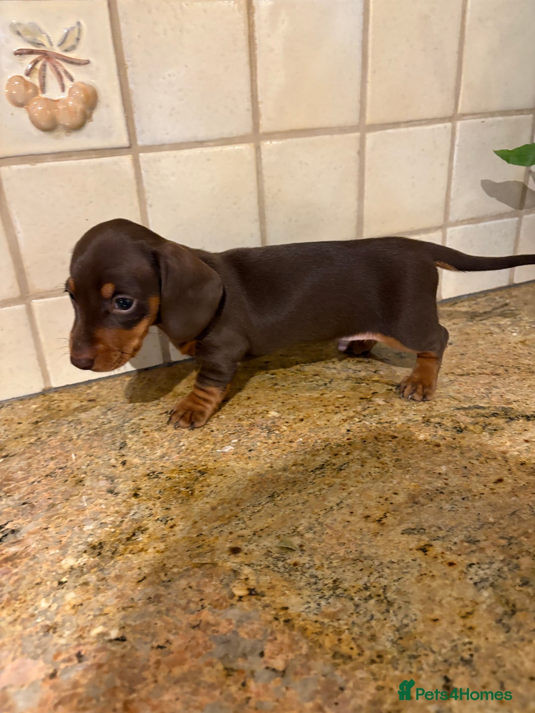 Miniature Dachshund dogs for sale: 🐾MINIATURE SMOOTH HAIRED DACHSHUND PUPPIES🐾 - Advert 4