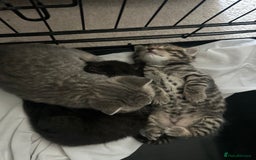 British Shorthair cats for sale: BSH KITTENS - Image 15