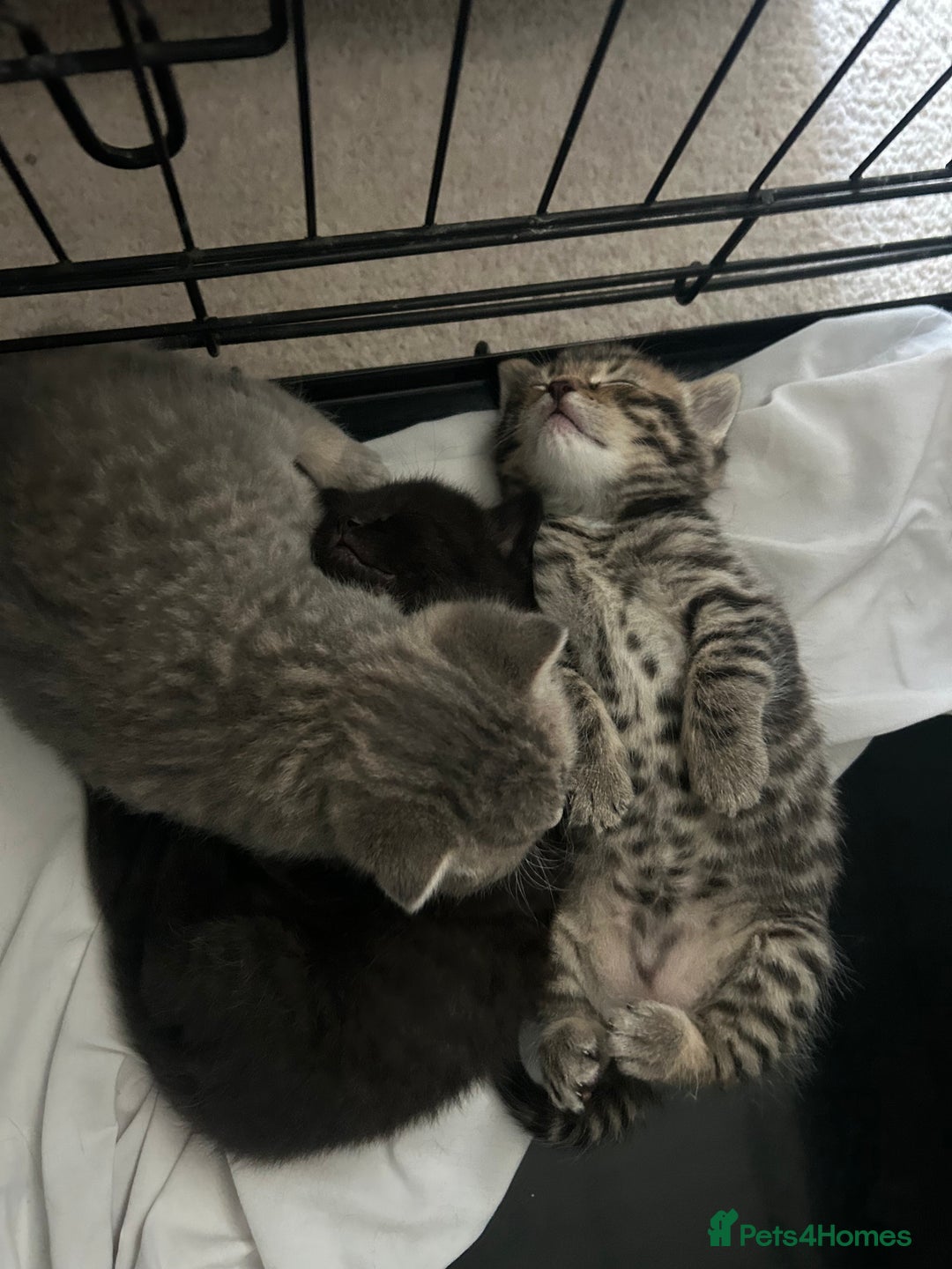 British Shorthair cats for sale: BSH KITTENS - Image 15