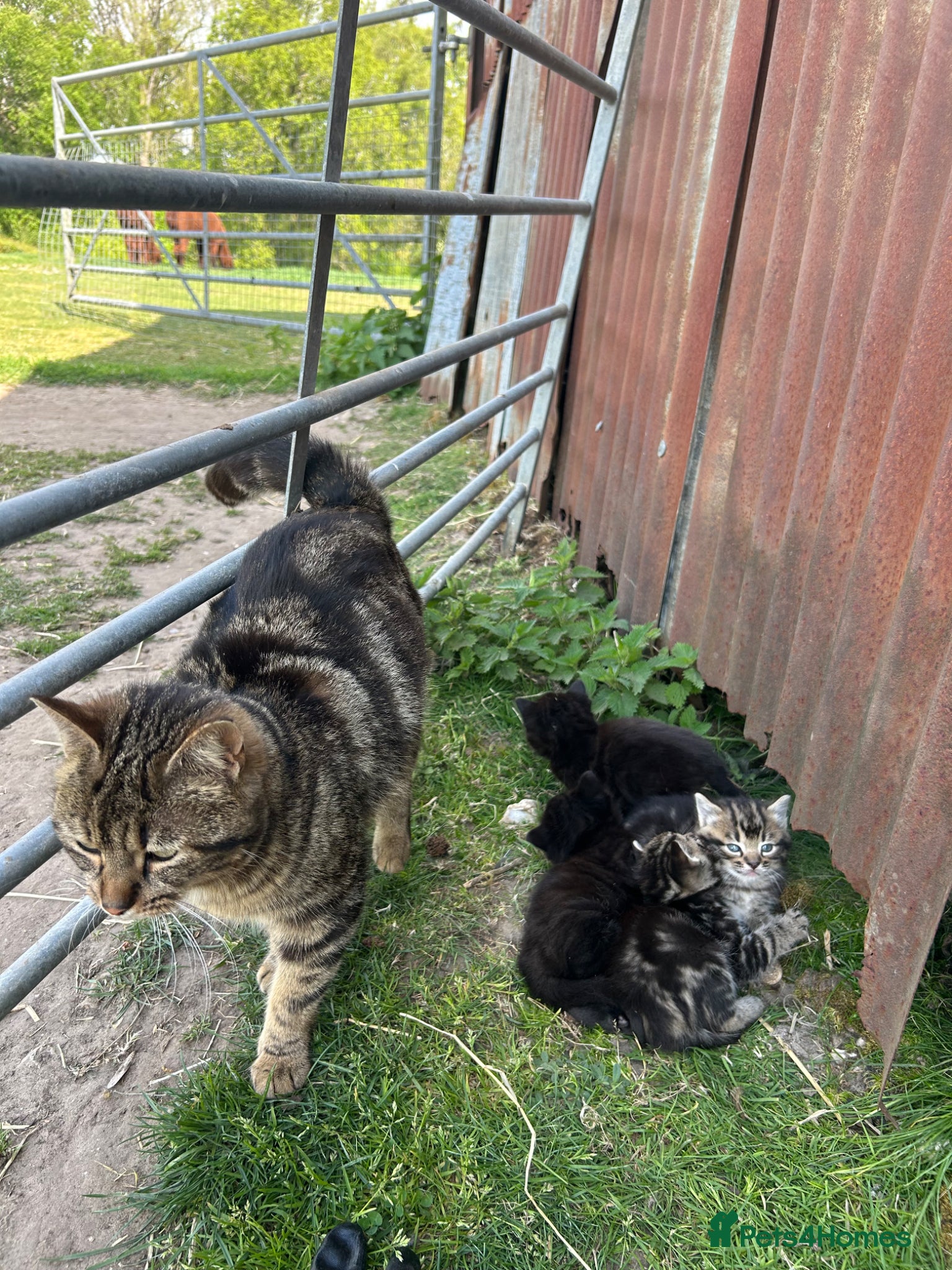 Mixed Breed cats Beautiful yard kittens  - Advert 2