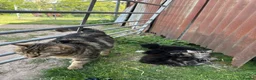 Mixed Breed cats for sale: Beautiful yard kittens  - Advert 1