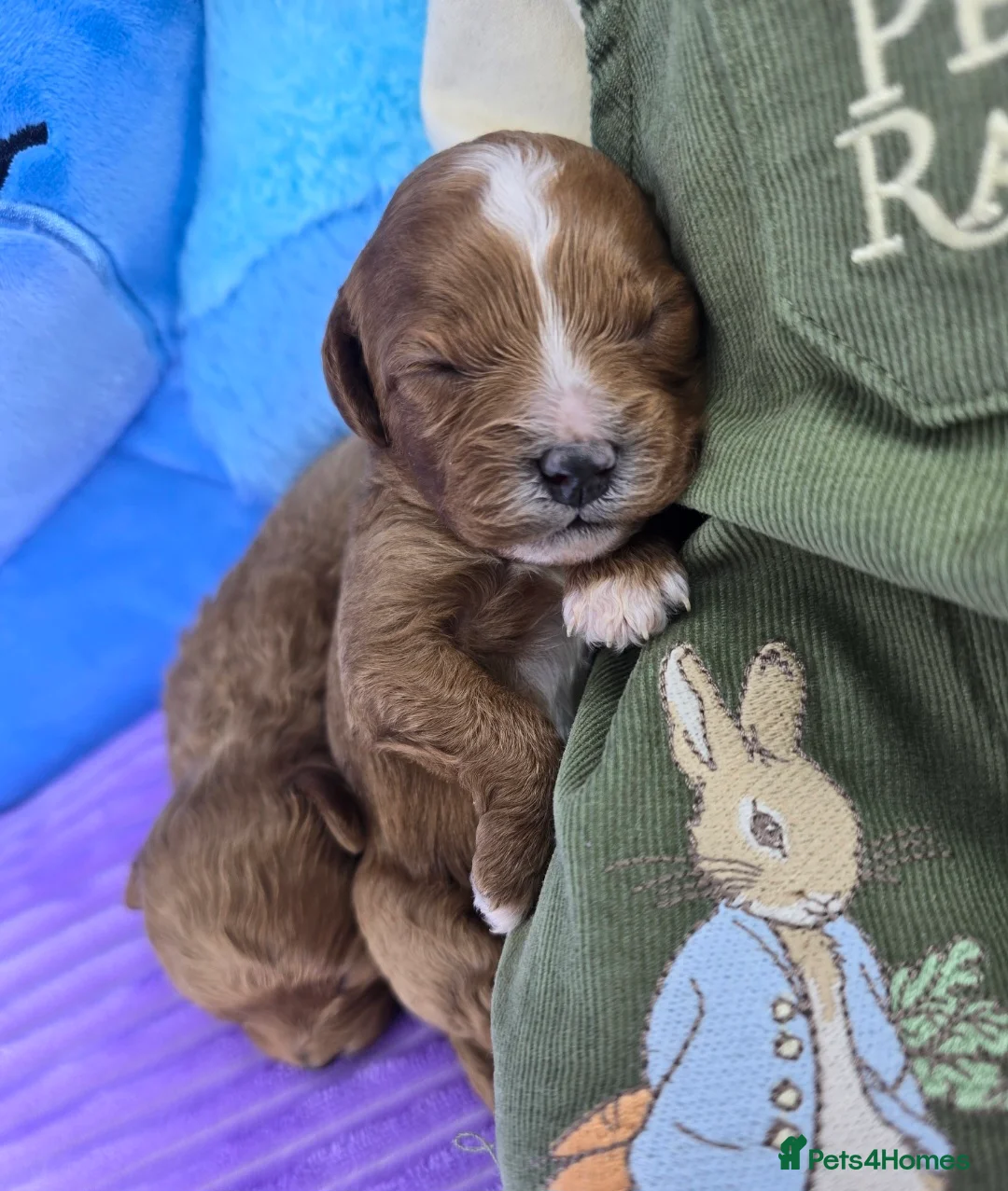 Cavapoo dogs for sale: 🩷🩵SMALL TOY🐶CAVAPOO PUPS🐶HEALTH DNA TESTED🩵🩷 - Advert 11